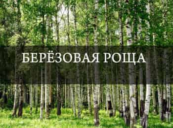 Березовая роща кадры