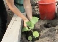История одной культуры кадры