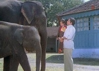 Я и мой слон. Митхун 1981 я мой слон.